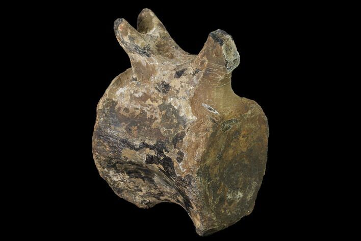 Fossil Iguanodon (Mantillisaurus) Caudal Vertebra - England #171251